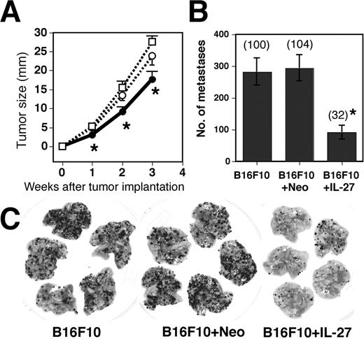 FIGURE 3. Inhibition of s.c. growth and pulmonary metastasis by IL-27 even in NOD-SCID mice. A, NOD-SCID mice were injected s.c. with B16F10 (- - -□- - -), B16F10 + Neo (- - -○- - -), and B16F10 + IL-27 (—–•—–) cells and tumor growth was monitored. Data are represented as means ± SD of five mice per group. ∗, 0.001 < p < 0.01 vs B16F10 + Neo and B16F10 cells by the Mann-Whitney U test. Similar results were obtained from two independent experiments. Tumor sizes in WT mice 21 days after tumor implantation with B16F10 + Neo and B16F10 + IL-27 were 23.7 ± 4.4 (n = 5) and 3.2 ± 4.9 (n = 6), respectively. B, NOD-SCID mice were injected i.v. with B16F10, B16F10 + Neo, and B16F10 + IL-27 cells. Metastasis was determined 2 wk after the injection. Data are represented as means ± SD of five mice per group. Numbers in parentheses mean the percentages to B16F10 metastasis. ∗, 0.0001 < p < 0.001 vs B16F10 + Neo and B16F10 cells by Student’s t test. Numbers of metastasis in WT mice injected with B16F10 + Neo and B16F10 + IL-27 were 112 (n = 2) and 49 (n = 2), respectively. Photographs of representative lungs are shown (C). Similar results were obtained in two independent experiments.