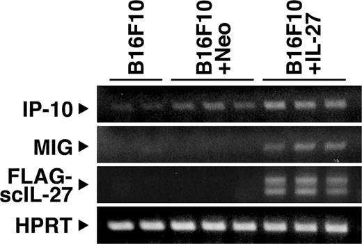 FIGURE 7. Augmented mRNA expression of IP-10 and MIG at the tumor site. Expression of IP-10 and MIG together with transduced single-chain (sc) IL-27 in the tumor site was detected by RT-PCR 14 days after tumor implantation into WT mice. The lower band for sc IL-27 may result from degradation or alternative splicing. Similar results were obtained in two independent experiments.