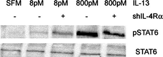 FIGURE 5. Effect of soluble IL-4Rα on STAT6 phosphorylation. Confluent cultures of primary human fibroblasts were serum starved and treated with IL-13 (8 and 800 pM) as indicated in the presence or absence of sIL-4Rα (1 μg/ml) for 60 min. Cells were then solubilized in sample buffer before Western blotting and probing with a phospho-STAT6 Ab. Bands were normalized for loading using a pan-STAT6 Ab (n = 3).