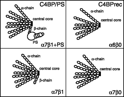 FIGURE 1. The various forms of C4BP used in this study. The majority of C4BP molecules in circulation consist of seven α-chains and one β-chain in complex with PS (α7β1 + PS). C4BPrec is made up of six α-chains but contains no β-chain (α6β0). A variant that does not exist naturally in the circulation is plasma-derived C4BP with artificially removed PS (α7β1). A minor fraction of C4BP in plasma, which becomes up-regulated upon inflammation, lacks the β-chain and hence also PS (α7β0).