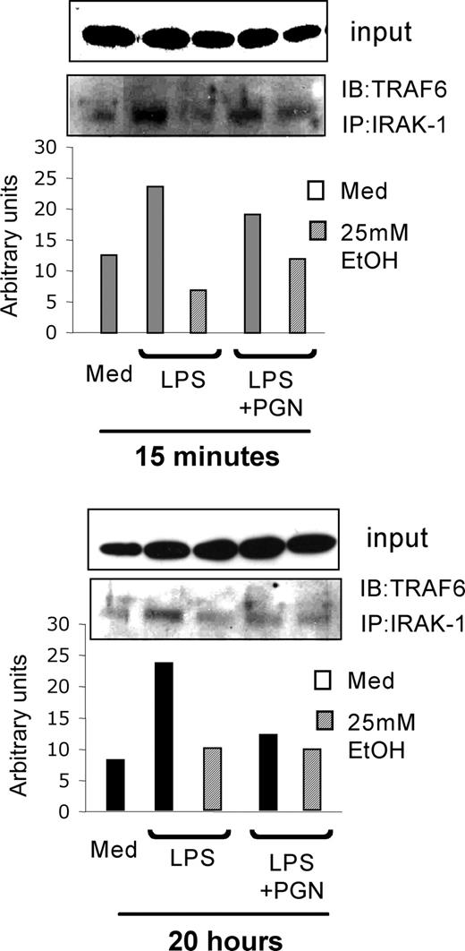 FIGURE 5. Alcohol treatment affects IRAK-1:TRAF6 complexes in TLR4- or TLR2- plus TLR2-treated monocytes. Normal human monocytes were stimulated with purified LPS (1 μg/ml) or the combination of purified LPS (1 μg/ml) and PGN (1 μg/ml) in the presence or absence of alcohol. Whole cell lysates prepared were immunoprecipitated (IP) with anti-IRAK-1 Ab and analyzed by Western blot (IB) using the anti-TRAF6 Ab. β-Actin of the input sample was performed to confirm equal protein used in IP. The bar graph and gel shown is representative of a total of three experiments.