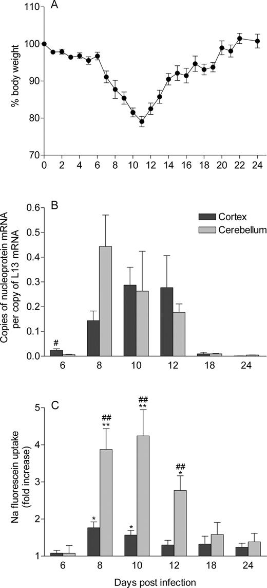 FIGURE 1. Weight loss, virus replication, and BBB permeability in CVS-F3-infected mice. Groups of 129/SvEv (n = 5 or 6) mice were infected i.n. with CVS-F3, weighed daily (A), and euthanized at the indicated time points to assess virus replication (B) and BBB permeability (C) as described in Materials and Methods. A, Data are expressed as the mean ± SEM percent body weight with the weight on day 0 being taken as 100%. B, Virus replication is expressed as the mean ± SEM copies of rabies N-protein mRNA per copy of the housekeeping gene L13 mRNA in the CNS tissues. BBB permeability changes are presented in C as the fold increase in Na-fluorescein uptake in the tissues with the levels from uninfected mice taken as 1. Statistically significant differences between the measures in infected by comparison with uninfected mice, determined by the Mann-Whitney U test, are denoted by ∗ (p < 0.01) and ∗∗ (p < 0.005). Significant differences in the mean expression levels between the two tissues at a given time point established by the t test are denoted by # (p < 0.05) and ## (p < 0.005).