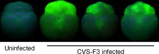 FIGURE 2. Localization of BBB permeability changes in the brain of CVS-F3-infected mice. Brains were removed from sodium fluorescein-treated mice either uninfected or infected with CVS-F3 8–10 days previously and photographed under UV illumination as described in Materials and Methods.