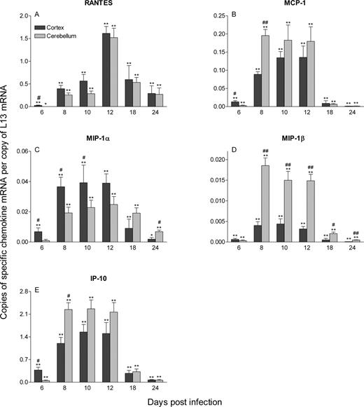 FIGURE 3. Expression of chemokines in the brain during CVS-F3 infection. Levels of mRNAs specific for the chemokines RANTES (A), MCP-1 (B), MIP-1α (C), MIP-1β (D), and IP-10 (E) in the cerebral cortex and cerebellum of uninfected and CVS-F3-infected mice described in the legend to Fig. 1 were assessed by real-time quantitative RT-PCR as detailed in Materials and Methods. Data are expressed as the mean ± SEM copies of specific chemokine mRNA per copy of the housekeeping gene L13 mRNA in the cerebellum and cerebral cortex minus the mean background level of expression detected in similar tissues from uninfected mice. Background expression levels were as follows: RANTES, cortex 0.00065 ± 0.000091, cerebellum 0.00012 ± 0.000024 (A); MCP-1, cortex 0.00037 ± 0.000071, cerebellum 0.00015 ± 0.000023 (B); MIP-1α, cortex 0.0016 ± 0.00024, cerebellum 0.00024 ± 0.000052 (C); MIP-1β, cortex 0.000060 ± 0.000016, cerebellum 0.000072 ± 0.000011 (D); and IP-10, cortex 0.0012 ± 0.00025, cerebellum 0.00056 ± 0.00013 (E). Statistically significant differences in expression levels between infected and uninfected cerebellum or cortex at particular time points, determined by the Mann-Whitney U test, are denoted by ∗ (p < 0.01) and ∗∗ (p < 0.005). Significant differences in the mean expression levels between the two tissues at a given time point established by the t test are denoted by # (p < 0.05) and ## (p < 0.005).