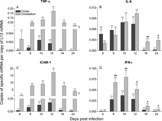 FIGURE 4. Differential up-regulation of TNF-α, ICAM-1, and IFN-γ but not IL-6 expression in the cerebellum and cerebral cortex during CVS-F3 infection. Levels of mRNAs specific for TNF-α, IL-6, ICAM-1, and IFN-γ in the cerebral cortex and cerebellum of the CVS-F3-infected mice described in the legend to Fig. 1 were assessed as detailed in Materials and Methods. Data are expressed as the mean ± SEM copies of specific mRNA per copy of the housekeeping gene L13 mRNA in cerebellar and cortical tissues from infected mice minus the background copy number in similar tissues from uninfected mice. Background levels were as follows: TNF-α, cortex 0.0000014 ± 0.00000041, cerebellum 0.00013 ± 0.000026 (A); IL-6, cortex 0.0025 ± 0.00037, cerebellum 0.0017 ± 0.00012 (B); ICAM-1, cortex 0.00069 ± 0.00010, cerebellum 0.27 ± 0.0098 (C); and IFN-γ, cortex 0.00008 ± 0.000032, cerebellum 0.00016 ± 0.000089 (D). Statistically significant differences in expression levels between the same tissues at particular time points in infected and uninfected mice, determined by the Mann-Whitney U test, are denoted by ∗ (p < 0.01) and ∗∗ (p < 0.005). Significant differences in the mean expression levels between the two tissues at a given time point established by the t test are denoted by # (p < 0.05) and ## (p < 0.005). Throughout the course of infection, the expression levels of both TNF-α and ICAM-1 mRNAs were statistically higher in the cerebellum than the cortex as determined by the Wilcoxon signed rank test (†, p < 0.05).
