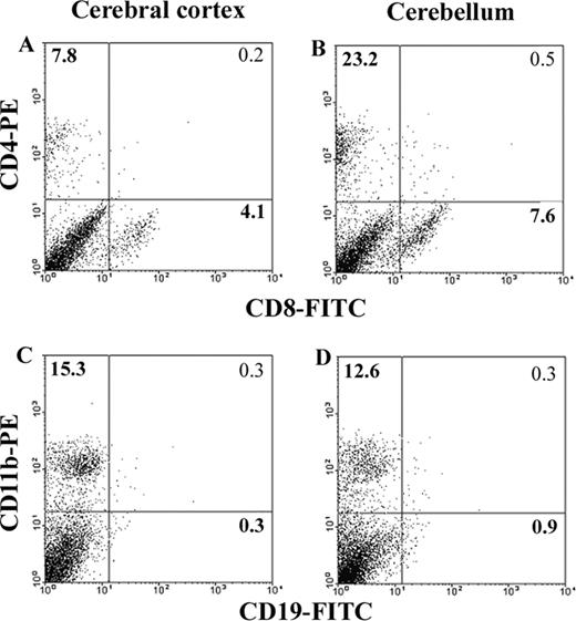 FIGURE 6. Differential recovery of mononuclear cells from the cerebral cortex and cerebellum of CVS-F3-infected mice. At 12 days p.i., mononuclear cells were isolated from the cerebral cortex and cerebellum of CVS-F3-infected mice (n = 15) as detailed in Materials and Methods. Average cell yields per animal were as follows: cerebral cortex 10,890 ± 1,304, cerebellum 22,540 ± 3,408. Aliquots of recovered cells were stained with Abs specific for CD4, CD8, CD11b, or CD19 and then subjected to analysis by flow cytometry as detailed in Materials and Methods. The results are expressed as dot plots representing the proportion of cells recovered from the cerebral cortex (A and C) or cerebellum (B and D) that stained positive for CD4 vs CD8 (A and B) and CD11b vs CD19 (C and D). Percentages of the stained cell populations are noted in the corners of the appropriate quadrants.