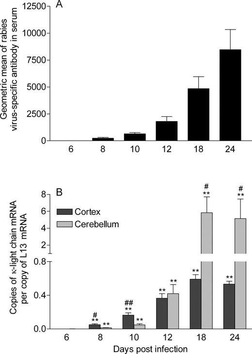 FIGURE 7. Kinetics of Ab production in the serum and CNS tissues of CVS-F3-infected mice. Production of virus-specific Abs in the serum (A) and levels of mRNA specific for κ-L chain in the cerebral cortex and cerebellum (B) of the CVS-F3-infected mice described in the legend to Fig. 1 were assessed as detailed in Materials and Methods. Levels of virus-specific Abs are presented in A as the geometric mean ± SEM of the last dilution of serum in ELISA, which gave an OD greater than half the maximal titer. B, Data are expressed as the mean ± SEM copies of κ-L chain mRNA per copy of the housekeeping gene L13 mRNA where background levels from uninfected mice have been subtracted. Background levels were as follows: κ-L chain, cortex 0.0039 ± 0.0012, cerebellum 0.0011 ± 0.00015 (B). Statistically significant differences between the expression levels in the cerebellum or cerebral cortex of infected and uninfected mice at particular time points, determined by the Mann-Whitney U test, are denoted by ∗ (p < 0.01) and ∗∗ (p < 0.005). Significant differences in the mean expression levels between the two tissues at a given time point established by the t test are denoted by # (p < 0.05) and ## (p < 0.005).