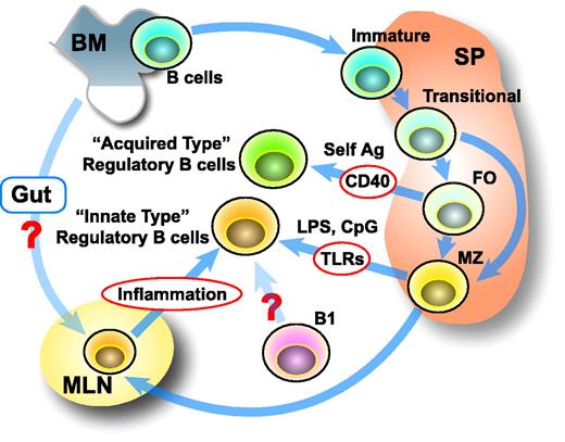FIGURE 2. Postulated development pathways of regulatory B cells. In the acquired immune-mediated diseases, Bregs may develop from activated follicular (FO) B cells following further activation through CD40 pathway or BCR ligation with self-Ags. In diseases, such as IBD, where pathogenesis involves exposure to bacterial products, an “innate type” Breg subset may develop/mature in MLN from cells derived from splenic MZ B cell population following activation through TLR pathways (TLR4/LPS and TLR9/CpG). It is also possible that the “innate type” Breg subset is induced through another pathway (from B1 cells).