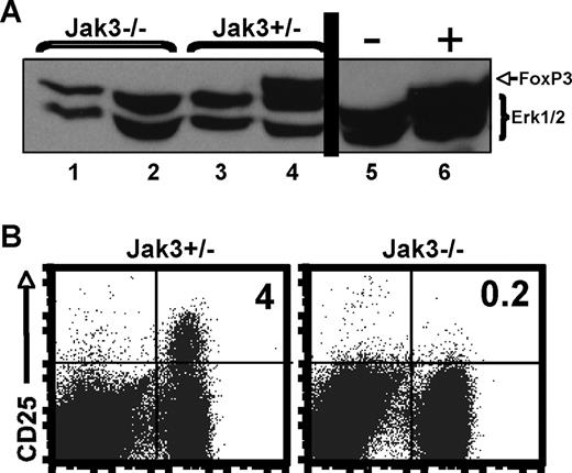 FIGURE 1. Jak3−/− peripheral T cells are FOXP3- and CD25-negative. A, Total lysates prepared from CD4− and CD4+ fractions of Jak3−/− (lanes 1 and 2, respectively) and Jak3+/− (lanes 3 and 4, respectively) splenocytes were probed with Abs to FOXP3 and ERK1/2. As controls, lysates were prepared from NFC cells not expressing (lane 5, negative sign) or expressing FOXP3 (lane 6, positive sign). B, Total splenocytes from Jak3+/− or Jak3−/− mice were stained with Abs to CD4 and CD25. Numbers indicate the percentage of CD4+CD25+ cells; total splenocyte numbers are comparable.