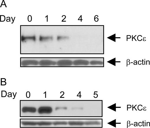 FIGURE 8. Expression of PKCε in myeloid cells at different stages of granulocytic differentiation. The 32D/WT (A) and L-G (B) cells were induced to differentiate with G-CSF for days, as indicated. Whole cell extracts were prepared and examined for PKCε by Western blotting. The membrane was reprobed with anti-β-actin Ab to show sample loadings.