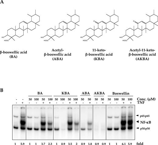FIGURE 9. AKBA is the most potent NF-κB inhibitor among its variants. A, The structures of AKBA and its variants. B, Effect of AKBA and its variants on the TNF-induced NF-κB activation. KBM-5 cells were incubated with various concentrations of AKBA or its variants for 12 h, treated with 0.1 nM TNF for 30 min, and then subjected to EMSA for NF-κB activation.