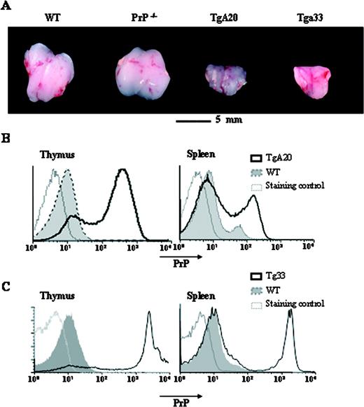 FIGURE 1. Thymic atrophy of the TgA20 and Tg33 thymi and PrP expression. A, Thymus from 10.5-wk-old WT, PrP−/−, TgA20, and Tg33 mice. The data are representative of >10 animals analyzed. B and C, Thymocytes and splenocytes from TgA20 (B) or Tg33 (C) (solid lines) and control (gray histograms) mice were stained with the SAF-32 (B) or 6H4 (C) mAb.