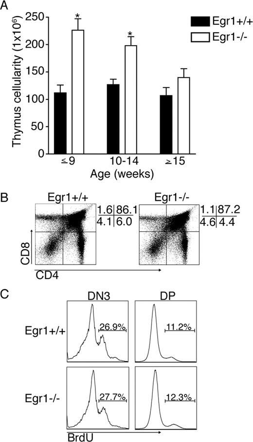 FIGURE 1. Egr1-deficient mice have increased thymic cellularity and normal distribution and proliferation at the DN3 and DP stages of development. Cell suspensions were prepared from thymuses of age-matched Egr1+/+ and Egr1−/− mice and counted. A, Graphs display total numbers of thymocytes according to age groupings for Egr1+/+ and Egr1−/− mice. Data represent between 10 and 22 mice/group ± SE. ∗, p < 0.001. B, Thymocytes from 8-wk-old Egr1+/+ (left) and Egr1−/− (right) mice were stained for CD4 and CD8 to assess thymocyte distribution. At the right side of both dot plots, the percentage of gated cells that fall into each quadrant is given. C, Egr1+/+ (top) and Egr1−/− (bottom) mice were injected i.p. with 1 mg of BrdU and sacrificed 5 h later. Thymocytes were harvested and stained for BrdU incorporation of DN3 (left) and DP (right) cells. The percentage of cells (inset) is indicated for each gated region.