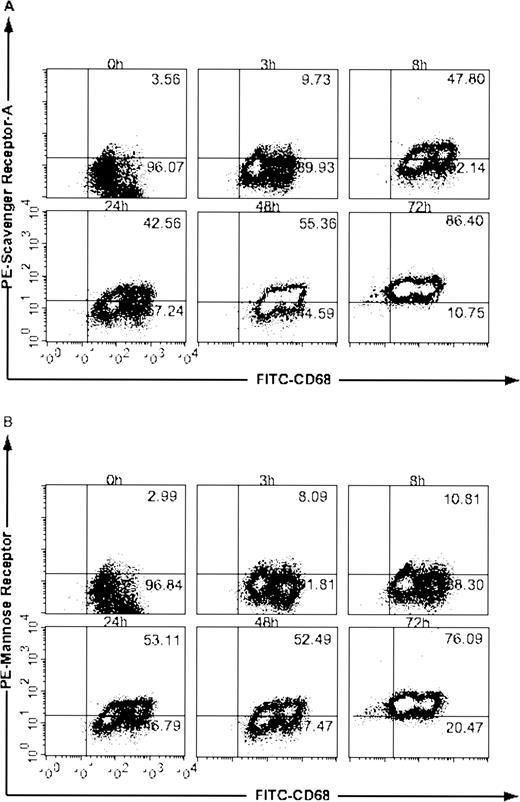 FIGURE 4. SR-A and MR expression on human cocultured macrophages. Macrophages were cocultured with IGROV1 cells and analyzed at the time points indicated for expression of CD68/SR-A (A) and CD68/MR (B). Numbers in quadrants represent the percentage of macrophages expressing both of these markers. This is representative of 10 experiments performed.