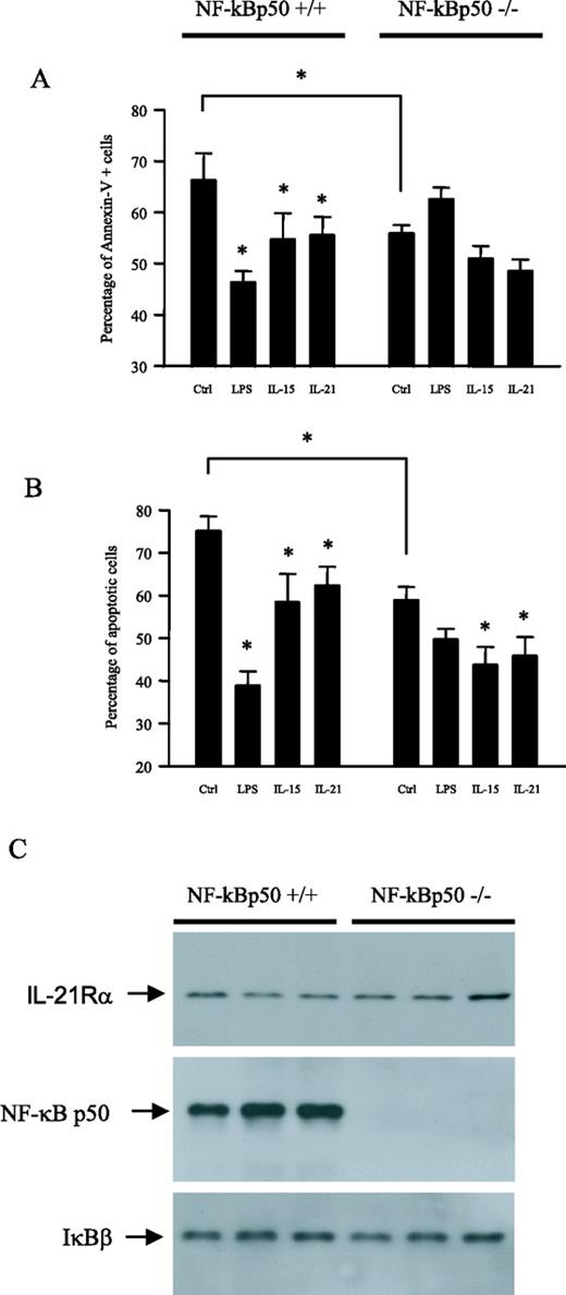 FIGURE 7. Involvement of NF-κB in IL-15 and IL-21-induced suppression of BM cell apoptosis. BM cells were isolated from femurs of mice homozygous for NF-κB1 mutation (NF-κBp50−/−) and their littermate controls (NF-κBp50+/+). Cells were incubated for 3 days in RPMI 1640 plus 10% FCS with buffer (Ctrl), 100 ng/ml LPS, IL-15, or IL-21. The percentage of apoptotic cells (mean ± SEM; n = 5) was evaluated by measuring the number of Annexin-V positive cells (A) or subdiploid (sub-G0/G1) cells from a cell cycle profile (B) as described in Materials and Methods. ∗, p < 0.05 by ANOVA. C, Expression of IL-21Rα in WT and KO mice was studied by Western blot. The absence of NF-κBp50 was confirmed in KO mice by Western blot, and expression of IκBβ was studied in parallel and was used as a control for protein loading. Results are from three different animals randomly selected in both groups.