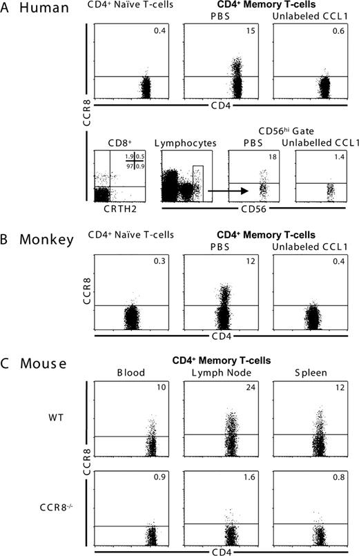 FIGURE 1. CCR8 expression is mainly restricted to a subset of memory CD4+ T cells in human, monkey, and mouse peripheral blood. A, Flow cytometric analysis of human blood stained with 5 nM F-CCL1 alone (PBS) or with 40 nM unlabeled CCL1 and markers for CD4+ memory T cells (CD4, CD45RO; top panel), CD8 and CRTH2 T cells (bottom panel, left), and CD56+ NK cells (bottom panel, right). CCR8 expression was examined in the naive CD4+ T cell (CD4+CD45RO−), memory CD4+ T cell (CD4+CD45RO+), CD8+ T cell, lymphocyte, and CD56high cell gates, and specificity of staining was demonstrated in all cases by competition with unlabeled CCL1. The percentage of CCR8-expressing cells is indicated in the top right quadrant of each plot. For CCR8 vs CRTH2 expression in the CD8 gate, the frequency of all four possible subsets is indicated. B, Flow cytometric analysis of cynomolgus monkey whole blood stained with CCL1, CD4, and CD45RA. CCR8 expression was examined in the naive CD4+ T cell gate (CD4+CD45RA+) and the memory CD4+ T cell gate (CD4+CD45RA−) and verified to be specific by competition with unlabeled CCL1. C, Flow cytometric analysis of mouse whole blood, as well as spleen and lymph node cell suspensions from wild-type and CCR8-deficient mice stained with CCL1, CD4, and CD44high. CCR8 expression was examined in the gated memory CD4 cell population (CD4+CD44high). These plots are representative and complete data set are summarized in Table I.