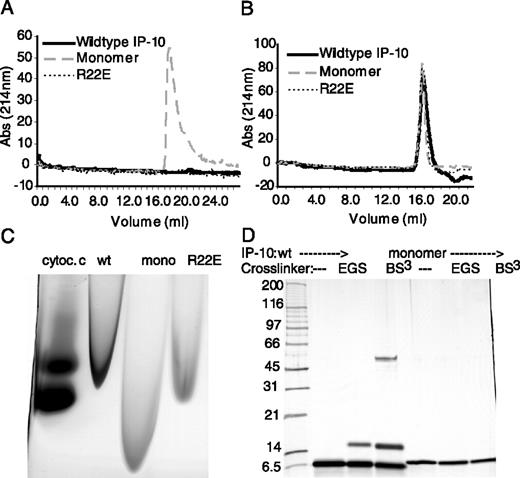 FIGURE 1. Oligomerization of IP-10. A and B, Gel filtration chromatography. 10 μg of IP-10 (wild type (wt), monomeric (mono), or R22E) was loaded onto a Superdex 200 column equilibrated in either PBS (A) or 50 mM sodium phosphate, pH 7.4, supplemented with 0.5 M NaCl (B) and eluted with 1.5 column volumes of the respective buffer. C, Native gel; 1 μg of IP-10 (wild type, monomeric, or R22E) was loaded onto a 4–20% PAGE gel and run with reversed charge at 140V without SDS in loading or running buffer. Cytochrome c (cytoc.c; 30 μg) was used as a dye front. D, Cross-linking gel. IP-10 (1 μg/lane) was incubated with a 50-fold molar excess of Sulfo-EGS or BS3 for 60 min of incubation at 37°C. Samples were run on a 4–20% SDS-PAGE gel. Abs (214 nm), OD214.