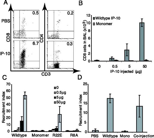 FIGURE 3. Monomeric (Mono) IP-10 does not induce recruitment of activated OT-I CD8+ T cells in vivo. IP-10 (wild type or mutant) was injected intratracheally at the indicated concentration after adoptive transfer of activated OT-I CD8+ cells 48 h previously. The BAL was harvested 18 h later, and CD8+ T cells were analyzed by flow cytometry. A, Flow analysis of T lymphocytes in the BAL. After intratracheal injection of PBS or 5 μg of wild-type IP-10, cells were recovered from the BAL, and the percentage of CD3+CD8+ and CD3+CD4+ T cells was determined by flow cytometry. B, Quantification of CD8+ T lymphocytes recruited into the BAL. Total number of CD8+ T lymphocytes recruited into the BAL by indicated doses of wild-type or monomeric IP-10. C, Dose response of IP-10 mutants. IP-10 mutants at the indicated doses were injected intratracheally after adoptive transfer of activated CD8+ cells 48 h prior. The BAL was harvested 18 h later, and CD8+ T cells were analyzed by flow cytometry. The recruitment index was calculated in comparison with intratracheal injection of PBS. D, Coinjection of wild-type and monomeric IP-10. Wild-type or monomeric IP-10 (5 μg) were either injected intratracheally individually, or premixed for 30 min in PBS before injection. The rest of the experiment was performed as described in C. Experiments were performed with four mice per group; one representative experiment out of at least two is shown.