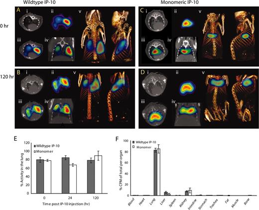 FIGURE 4. Molecular imaging of 111In-labeled IP-10. 111In-labeled IP-10 was injected intratracheally into mice, and mice were imaged by SPECT-CT. A, Wild-type IP-10 after 30 min; B, wild-type IP-10 after 120 h; C, monomeric IP-10 after 30 min; D, monomeric IP-10 after 120 h. i, axial CT image; ii, SPECT image; iii, fusion of the corresponding coregistered axial CT and SPECT image (i and ii); iv, coronal reformation of the fused CT/SPECT dataset; v, three-dimensional volume rendering of the fused CT/SPECT dataset presented in a 0-degree and 90-degree angle. One representative animal of three per group is shown, the experiment was repeated twice. E, Percent of radioactivity in the lung compared with total radioactivity in the animal. The proportion of radioactivity in the lung was calculated by SPECT matrix analysis for different time points after injection of 111In-labeled IP-10 (n = 3 animals per group). F, Organ biodistribution. Animals were sacrificed 24 h post-intratracheal injection of 111In-labeled IP-10; the indicated organs were harvested and counted in a scintillation counter (n = 3 animals per group). Results are means ± SD.