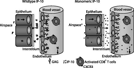 FIGURE 8. Schematic view of IP-10 oligomerization in a lung recruitment assay.