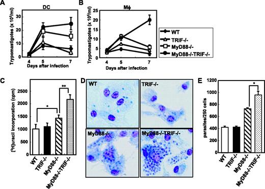 FIGURE 1. Defective T. cruzi clearance in MyD88−/−TRIF−/− DCs and macrophages. Bone marrow-derived DCs (A) or peritoneal macrophages (Mφ) (B) from WT, TRIF−/−, MyD88−/−, or MyD88−/−TRIF−/− mice were seeded onto 96-well plates, and infected with T. cruzi for 6 h. The cells were then washed to remove the extracellular parasites and cultured for the indicated periods, before the numbers of trypomastigotes in the culture supernatants were counted. Data are representative of four independent experiments. C, Peritoneal macrophages were infected with T. cruzi, washed and cultured in the presence of [3H]uracil for 72 h, before the [3H]uracil incorporation was measured. *, p < 0.01; **, p < 0.005. D and E, Bone marrow-derived macrophages were infected with T. cruzi, washed, and cultured for 48 h. The cells were then fixed, stained, and analyzed by microscopy. Representative stained cells from three independent experiments are shown. Magnification, ×400. The intracellular parasites were counted, and the data represent the mean + SD of the number of parasites per 250 macrophages. *, p < 0.02.