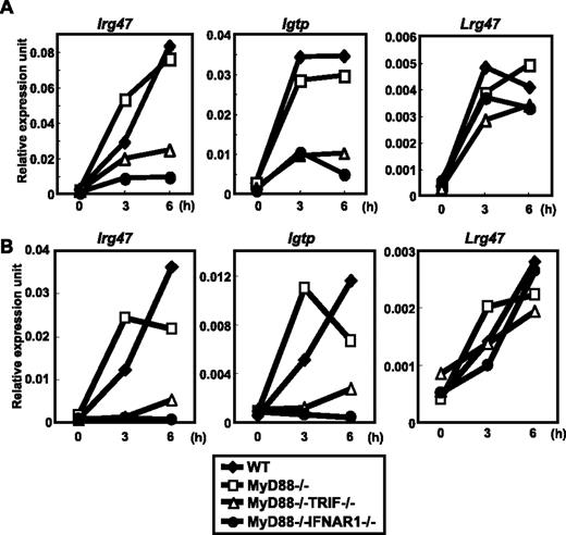 FIGURE 7. Impaired expression of IRG47 in T. cruzi-infected MyD88−/−TRIF−/− mice. Bone marrow-derived macrophages (A) or DCs (B) from WT, MyD88−/−, MyD88−/−TRIF−/−, or MyD88−/−IFNAR1−/− mice were infected with T. cruzi for 3 or 6 h. Next, total RNA was extracted and analyzed for the expressions of Irg47, Igtp, and Lrg47 by quantitative real-time RT-PCR. Data are shown as the relative mRNA levels normalized to the corresponding EF-1α mRNA level.