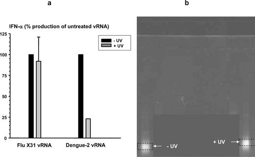 FIGURE 6. a, UV irradiation has differential effects on the TLR7-signaling potency of influenza and dengue-2 vRNAs. Untreated (−UV) and UV irradiated (+UV) influenza X31 and dengue-2 vRNA were transfected into HEK/hTLR7/NF-κB cells using Lipofectamine. Cell culture supernatants were collected after 20 h and IFN-α levels were measured by ELISA. Values are the percentage of IFN-α production compared with the untreated vRNA (mean ± SEM, n = 2). b, UV irradiation of vRNA produces covalent cross-links that affect tertiary structure. Agarose gel electrophoresis of untreated (−UV) and UV irradiated (+UV) dengue-2 vRNA under urea denaturing conditions.
