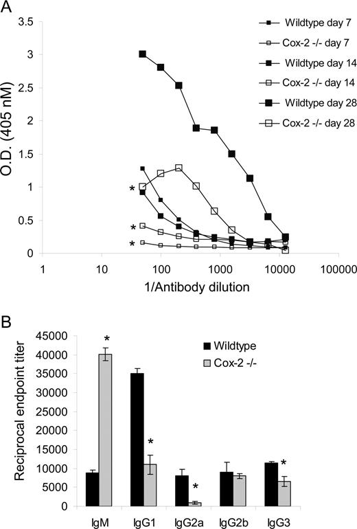 FIGURE 1. Cox-2-deficient mice (Cox-2−/−), compared with wild-type mice, produce less serum anti-HPV 16 VLP IgG. Serum from wild-type and Cox-2−/− mice harvested on days 7, 14, and 28 postvaccination were analyzed for anti-HVP 16 VLP Ab titers as detected by ELISA. A, Ab titer for total anti-HPV 16 VLP IgG were significantly reduced in Cox-2−/− mice. ▪, Wild-type mice titers; □, Cox-2−/− mice titers. ∗, p < 0.05, n = 2–3/group time point. B, Isotype analysis of anti-HPV 16 VLP Abs revealed significant reductions in reciprocal end point Ab titers for IgG1, IgG2a, IgG2b, and IgG3 on day 28 postvaccination in Cox-2−/− mice compared with wild type, except that IgM was increased in Cox-2−/− mice sera. End point titer was calculated as the serum dilution resulting in an absorbance >2 SDs above the absorbance in wells coated with HPV 11 VLP or BSA or negative controls. The experiment was repeated four times with similar results. Data are shown as mean ± SEM. ∗, p < 0.05, n = 3/group.
