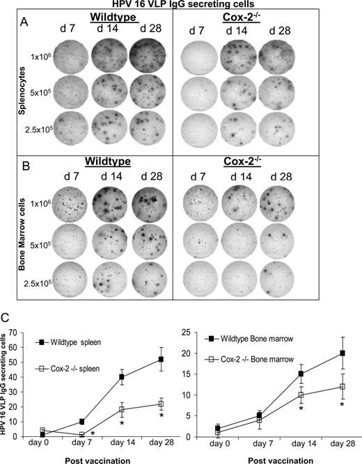 FIGURE 2. Cox-2−/− mice produce fewer HPV 16 VLP IgG-secreting cells compared with wild-type mice in vivo. The number of HPV 16 VLP IgG-secreting cells in the (A) spleen and (B) bone marrow of wild-type and Cox-2−/− mice on days 7, 14, and 28 postvaccination were determined ex vivo as detected by ELISPOT assay. The wild-type mice produced more Ab-forming cells per total cell number as shown by a 2-fold serial dilution of 1 × 106 cells/well. C, Significant reductions in the frequency of HPV 16 VLP IgG-secreting cells were seen on days 7, 14, and 28 postvaccination in the spleen and at days 14 and 28 postvaccination in the bone marrow. These experiments were repeated three times with similar results. Data are shown as mean ± SEM. ∗, p < 0.05, n = 3/group time point.
