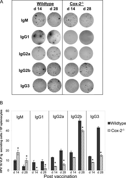 FIGURE 3. Differences in HPV 16 VLP isotype-specific ASCs in Cox-2−/− mice spleen compared with wild type. A, Cox-2−/− mice produced increased numbers of HPV 16 VLP-specific IgM-secreting cells in spleen on days 14 and 28 postvaccination. Wild-type mice produced more HPV 16 VLP-specific IgG1-, IgG2a-, IgG2b-, and IgG3-secreting cells/1 × 106 total spleen cells as compared with Cox-2−/− mice. B, Significant differences in the frequency of isotype-specific Ig-secreting cells between wild-type and Cox-2−/− mice at days 14 and 28 postvaccination were detected. On day 28 postvaccination, Cox-2−/− mice produced greater numbers of IgM-secreting cells (∼2-fold) compared with wild-type and a 78, 15, and 55% decrease in the numbers of IgG1-, IgG2a-, IgG2b-, and IgG3-secreting cells, respectively. Data are shown as mean ± SEM. ∗, p < 0.05, n = 3/group.