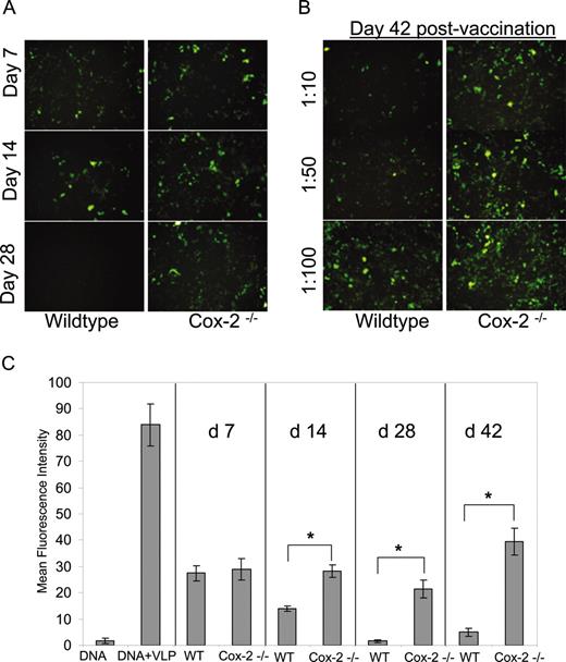 FIGURE 5. HPV 16 VLP-specific neutralizing Ab titers are reduced in Cox-2−/− mice sera. Plasmid DNA-expressing GFP entered HEK293T cells when incubated with HPV 16 VLPs. DNA alone did not enter cells (data not shown). A, Wild-type mouse sera harvested 2 and 4 wk postvaccination were capable of neutralizing VLP-mediated GFP-expressing DNA entry into HEK293T cells after 48 h as detected by fluorescence microscopy. Increased GFP+ HEK293T cells were seen following incubation with Cox-2−/− antisera harvested on days 14 and 28 postvaccination compared with wild type. B, Reduced neutralization capacity of Cox-2−/− sera was seen at a 1/10 and 1/50 dilution on day 42 postvaccination compared with wild type. C, The mean fluorescence intensity (MFI) of HEK293T cells as detected by flow cytometry provided a quantitative measurement of reduced HPV 16 VLP neutralizing Ab titer in vaccinated Cox-2−/− sera. The MFI of HEK293 T cells incubated with Cox-2−/− sera was 2-fold higher than wild type at day 14 postvaccination. A 10- and 5-fold increased MFI was detected on days 28 and 42, respectively, supporting that Cox-2−/− antisera contain less HPV 16 VLP neutralizing Ab than wild type. Data are shown as mean ± SEM. ∗, p < 0.05, n = 3.