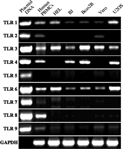 The IFNIndependent Response to Virus Particle Entry Provides a First