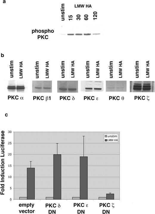 FIGURE 3. LMW HA requires PCK-ζ. a, Western blot for total phospho-PKC from cytoplasmic extracts from MH-S cells stimulated with LMW HA (100 μg/ml) for varying times. b, Western blot for different isoforms of PKC from cytoplasmic extracts from MH-S cells stimulated with LMW HA (100 μg/ml) for 1 h. c, Transiently transfections of MH-S cells with an NF-κB luciferase reporter construct and PKC-δ, -ε, or -ζ dominant-negative (DN) constructs overnight and then stimulated with LMW HA (100 μg/ml) for 24 h. Data are expressed as fold induction of luciferase over unstimulated and are representative of or the average of four identical experiments.