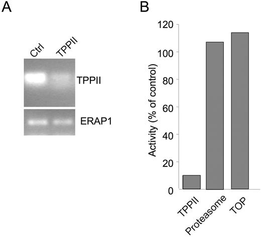 FIGURE 2. TPPII is specifically knocked down by siRNA treatment. A, Hela-Kb cells were treated with siRNA specific for TPPII (lanes marked “TPPII”), or with irrelevant control siRNA (“Ctrl”). After 3 days, mRNA was collected and RT-PCR was performed using primers for TPPII or, as a control, for ERAP1. B, Hela-Kb cells were treated with siRNA as in A. After 3 days, cell lysates were prepared and the activities of TPPII and, as controls, of proteasome and TOP, were assayed as described in Materials and Methods. The activities are expressed as a percent of control siRNA-treated cells. Data shown are one representative experiment of three.