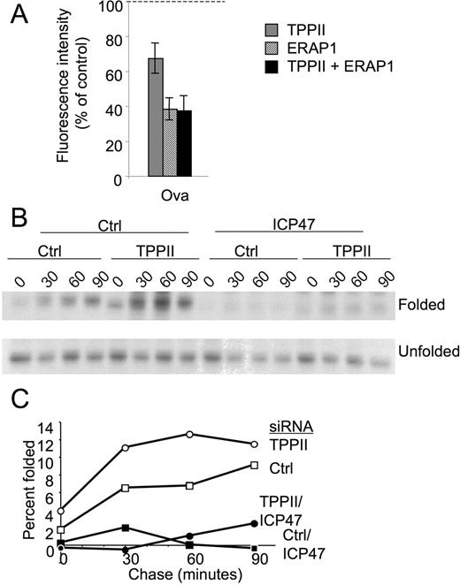 FIGURE 5. TPPII is not essential for Ag presentation. A, Hela-Kb cells were transfected with siRNA specific for TPPII, ERAP1, or both, or with control siRNA. After 2 days, the cells were transfected with a plasmid expressing full-length OVA. One day later, the cells were stained with 25.D1.16 (anti-H-2Kb-SIINFEKL) and analyzed by flow cytometry. Shown are mean fluorescent intensities as a percent of control-transfected cells (average ± SD for at least five experiments). Presentation was statistically different between control siRNA and TPPII, between TPPII and ERAP1, and between TPPII and ERAP1 + TPPII siRNA (p < 0.01, Student t test), but was not significantly different between ERAP1 and ERAP1 + TPPII siRNA (p > 0.05). B and C, Hela-Kb cells were transfected with siRNA specific for TPPII, or with control siRNA (“Ctrl”). One day later, cells were infected with a recombinant adenovirus expressing the TAP blocker ICP47 (“ICP47”) or mock-infected (“Ctrl”). Three days after siRNA transfection, the cells were metabolically labeled with [35S]methionine and cysteine for 15 min, and chased with nonradioactive medium for 30, 60, or 90 min. Cells were lysed and the lysates were incubated at 4°C overnight, then one-fourth of the lysate was immunoprecipitated with HC10 (specific for MHC class I H chains not associated with β2-mn) (“Unfolded”), and three-fourths was immunoprecipitated with W6/32 (specific for H chains associated with β2-m; “Folded”). B, Immunoprecipitates were separated using SDS-PAGE and autoradiographed. C, Autoradiographs were scanned and quantified using Quantity One software. Data shown are representative of at least three experiments.