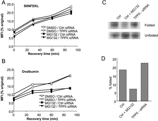 FIGURE 6. Proteasomes are more important than TPPII in Ag presentation. A and B, Hela-Kb cells were transfected with siRNA specific for TPPII (round symbols) or with control siRNA (square symbols). One day later, the cells were transfected with plasmids expressing (A) SIINFEKL as a ubiquitin fusion or (B) full-length OVA. Two days later, the cells were pretreated for 90 min with proteasome inhibitor MG132 (solid symbols), or mock-treated with DMSO (open symbols), acid-stripped as described in the text, and allowed to recover for 90 min. At intervals, the cells were stained with 25.D1.16 (anti-H-2Kb-SIINFEKL) and analyzed by flow cytometry. Shown are the mean fluorescent intensities (MFI), expressed as a percentage of the maximum (pre-acid-strip) MFI. Maximum H-2Kb-SIINFEKL levels were almost identical in TPPII- or control-siRNA-treated cells expressing SIINFEKL, while on OVA-expressing cells maximum H-2Kb-SIINFEKL levels on TPPII siRNA-transfected cells were ∼70% those of control siRNA-transfected cells. C and D, Hela-Kb cells were transfected with TPPII-specific or control siRNA. Three days later, the cells were pretreated with proteasome inhibitor MG132 or mock-treated with DMSO, labeled with [35S]methionine and cysteine for 15 min, and chased with nonradioactive medium for 90 min; MG132 or DMSO was present throughout the label and chase periods. Cells were lysed and the lysates were incubated at 4°C overnight, then immunoprecipitated with HC10 (specific for MHC class I H chains not associated with β2-m) (“Unfolded”) or with W6/32 (specific for H chains associated with β2-m) (“Folded”). C, Immunoprecipitates were separated using SDS-PAGE and autoradiographed. D, Autoradiographs were scanned and quantified using Quantity One software. Data shown are representative of at least three experiments.
