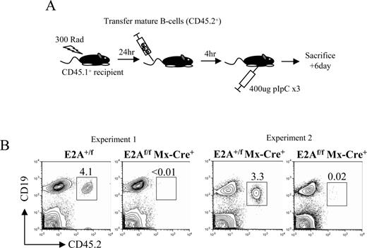FIGURE 5. Adoptively transferred E2Af/fMx-Cretg mature B cells are lost after multiple rounds of Cre induction. A, Donor-derived E2A+/f, E2A+/fMx-Cretg, or E2Af/fMx-Cretg (CD45.2+) mature splenic B cells were transferred to sublethally irradiated wild-type CD45.1+ recipients. Each recipient received three injections of pIpC every other day and splenocytes were analyzed 2 days after the last pIpC treatment for the presence of donor-derived B cells. B, Detection of donor-derived mature B cells in the spleens of recipient mice by FACS. Total splenocytes from pIpC-treated recipients were analyzed by FACS to detect transferred B cells. The frequency of CD19+CD45.2+ donor-derived B cells is indicated. Results of two representative experiments are shown. The plots presented were size gated on lymphocytes.