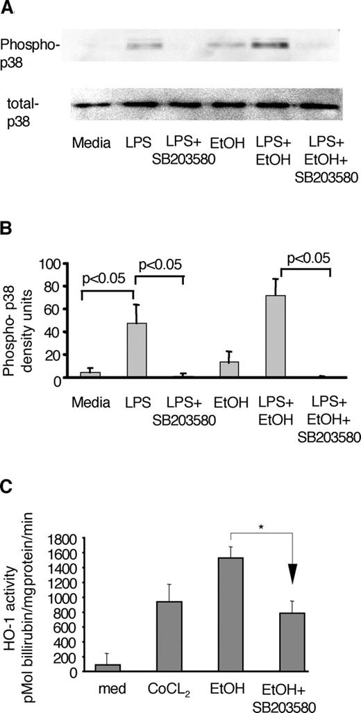 FIGURE 6. Phosphorylated p38 is up-regulated by ethanol. Monocytes were stimulated for 10 min with LPS (0.1 μg/ml), ethanol (EtOH; 25 mM), or their combination with and without of SB203580 (7.5 μg/ml), as indicated. The cells were lysed, and equal amounts of total cellular protein (30 μg protein/group) were analyzed for phosphorylated and total p38 by Western blot. One representative blot (A) and mean ± SD densitometric units of five experiments (B) are shown. C, Monocytes were stimulated with the HO-1 activator cobalt chloride (CoCl2), ethanol (EtOH; 25 mM), or the combination of ethanol and p38 inhibitor of SB203580 (0.1 μg/ml) for 40 h. HO-1 activity was analyzed as described in Materials and Methods. The mean ± SD of the HO-1 activity from four experiments is shown (∗, p < 0.05 by ANOVA).