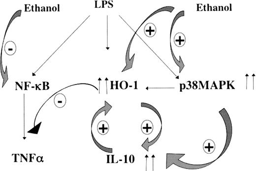 FIGURE 9. Proposed model for alcohol-induced HO-1-mediated anti-inflammatory regulation in monocytes. Acute ethanol augments LPS-induced IL-10 production via increasing HO-1 activity and p38 MAPK phosphorylation in monocytes. Activation of HO-1 inhibits monocyte TNF-α levels, which are also inhibited by IL-10. Acute ethanol suppressed LPS-induced NF-κB activation, which contributes to attenuation of TNF-α production.