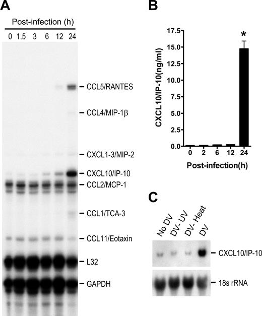FIGURE 4. DV infection strongly induces CXCL10/IP-10 expression in Hepa1-6 cells. A, Hepa1-6 cells were infected with DV (MOI 1), after which total RNA was extracted at the indicated times for RPA analysis of chemokine expression. B, Culture supernatants from Hepa1-6 cells infected with DV were collected at the indicated times, after which levels of CXCL10/IP-10 protein were determined by ELISA. Data are means ± SEM from two independent experiments; ∗, p < 0.05 as compared with control and other time points. C, Hepa1-6 cells were infected with DV, UV-irradiated DV, or heat-inactivated DV for 24 h. The cells were then harvested, and expression of CXCL10/IP-10 mRNA was assessed by Northern analysis.