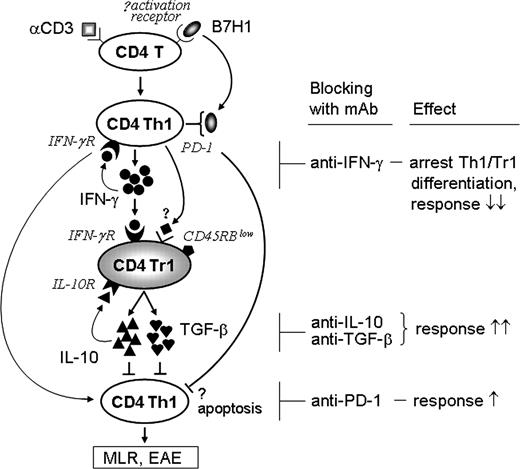 FIGURE 9. A hypothetic diagram for Tr1 differentiation from the CD4+ T cells costimulated with B7H1-Ig and the interactions between Tr1 and Th1 cells. IFN-γ-secreting CD4+ Th1 cells are differentiated from the naive CD4+ T cells after stimulation with anti-CD3 mAb and costimulatory molecule B7H1. For activation of Th1, B7H1 uses an unidentified activation receptor. Tr1 cells are further activated and maintained by ligation of their IFN-γR and IL-10R with IFN-γ and IL-10, respectively, in an autocrine manner. It is also possible that for Tr1 activation some unknown signals are delivered from the Th1 after the well-defined PD-1 is engaged with B7H1 (PD-L1). High levels of IFN-γR and IL-10R production from Tr1, together with the down-regulatory role exerted by the ITIM-bearing PD-1 on Th1 upon ligated with B7H1, result in strong suppression and/or some apoptosis for the CD4+ Th1 cells, which are dominants for MLR and autoimmune disease EAE. Right part of Fig. 9 indicates the differential effects of blocking IFN-γ, IL-10, TGF-β, and PD-1 with mAbs.