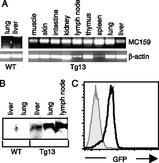 FIGURE 1. Expression of the MC159-GFP transgene in multiple tissues. A, mRNA expression of the MC159-GFP transgene and β-actin in multiple tissues of Tg line 13 was determined by RT-PCR as described in Materials and Methods. B, MC159-GFP expression in liver, lung, and lymph node cell extracts from WT and Tg mice was detected by Western blot using Ab specific to GFP. C, Flow cytometric analysis of GFP fluorescence in total splenocytes. Shaded curve, WT littermate control; bold curve, line 13 Tg mice. Gating on B or T cells revealed similar GFP fluorescence in these populations.