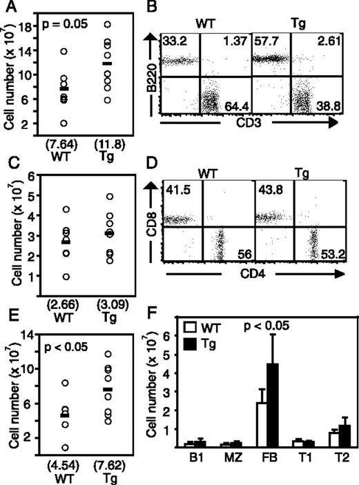 FIGURE 4. B cell hyperplasia in secondary lymphoid organs of MC159-Tg mice. A, Total number of WT (n = 8) and Tg (n = 8) splenocytes in 10-wk-old mice. Each circle represents an individual mouse and the mean cell number is shown by the bars and in parentheses (×107). B, Lymphocytes from mesenteric lymph nodes were analyzed for cell surface expression of B220 and CD3. C, Number of CD3+B220− T cells in the spleen of WT (n = 7) and Tg (n = 8) mice was determined by flow cytometry. D, Splenic CD3+B220− T cells were gated and examined for expression of CD4 and CD8. E, Number of B220+CD3− B cells in the spleen of WT (n = 7) and Tg (n = 8) mice was determined by flow cytometry. F, Different B cell populations in the spleen of WT (n = 5) and Tg mice (n = 4) were identified by flow cytometry. The different B cell populations were defined as follows: B1 B cells: IgM+CD24lowCD23−CD5+CD43+; marginal zone B cells: IgM+CD21highCD24highCD23−; follicular B cells: IgM+IgD+CD24intCD23+; T1 B cells: IgM+CD21−CD24highCD23−; and T2 B cells: IgM+CD24highCD23high. The p values were calculated using the Student t test.