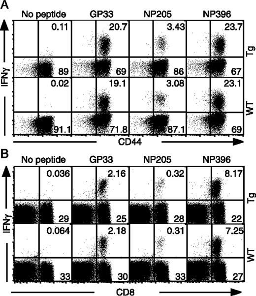 FIGURE 6. Normal response of MC159-Tg mice to LCMV infection. A, Tg mice and WT littermates were challenged i.p. with LCMV. Eight days later, PBLs were isolated and stimulated with the indicated LCMV peptides for 5 h and analyzed for IFN-γ expression by intracellular staining. CD8+ T cells were gated and analyzed for expression of CD44 and IFN-γ. B, LCMV-immune mice were rechallenged with LCMV. Seven days later, PBLs were analyzed for production of IFN-γ as described in Materials and Methods. Results shown are representative of at least six mice per group.