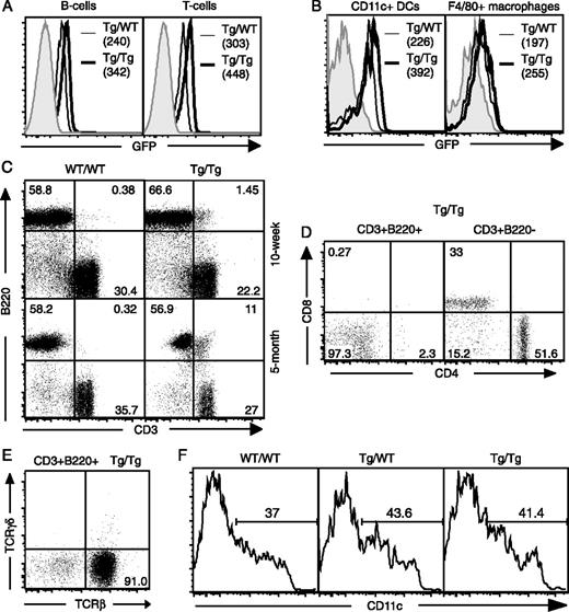 FIGURE 7. Tg/Tg mice accumulated TCRαβ+CD3+B220+CD4−CD8− T cells, a unique population characteristic of the lpr/gld mutation. A, GFP fluorescence of WT/WT (gray curve), Tg/WT, and Tg/Tg B cells (CD3−B220+) and T cells (CD3+B220−). The numbers in parentheses represent the geometric mean of GFP fluorescence. B, GFP fluorescence of splenic DCs and macrophages in WT/WT (gray curve), Tg/WT, and Tg/Tg mice. The numbers in parentheses represent the geometric means of the GFP fluorescence. C, Splenocytes from 10-wk (top) and 5-mo-old (bottom) Tg/Tg mice and WT controls were analyzed for expression of B220 and CD3 on the cell surface. The numbers represent percentages of cells in each quadrant. D, The CD3+B220+ and the CD3+B220− cells from 5-mo-old Tg/Tg mice were analyzed for expression of CD4 and CD8. E, Splenic CD3+B220+ cells from Tg/Tg mice were gated and analyzed for expression of the TCRβ or TCRγδ. F, Splenocytes that were negative for CD3 and B220 expression were gated and analyzed for expression of CD11c. Results were representative of three mice per group.