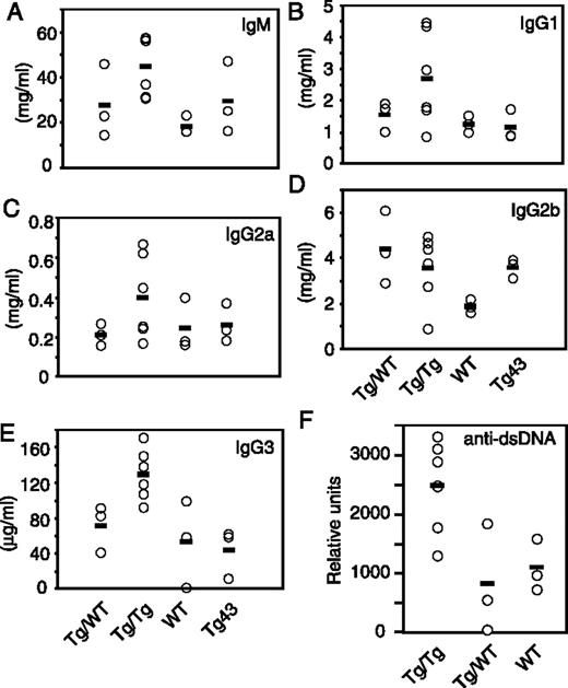 FIGURE 8. Elevated serum Ig levels in MC159-Tg mice. Serum levels of A, IgM, B, IgG1, C, IgG2a, D, IgG2b, and E, IgG3 were determined by ELISA as described in Materials and Methods. F, Serum titers of anti-dsDNA Ab. All serum samples tested were from mice 5–14 mo old. Tg/WT: n = 3, Tg/Tg: n = 6, WT: n = 3, and Tg43: n = 3.