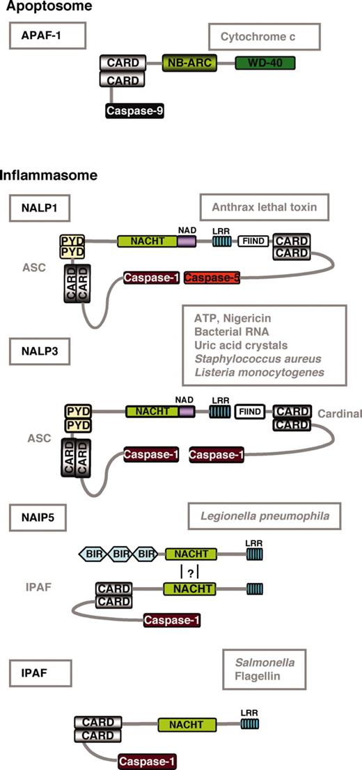 FIGURE 3. Caspase-1 activation pathways. In response to an inflammatory trigger or bacterial invasion (gray boxes), an NLR protein (NALP1, NALP3, NAIP5, IPAF) oligomerizes and activates caspase-1 either directly or through an adaptor molecule (ASC, cardinal). The mechanism of caspase-1 activation is reminiscent of that of caspase-9 in the apoptosome.