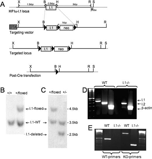 FIGURE 1. Generation of HIF-1α-I.1-deficient mice. A, Strategy used to disrupt I.1 exon of HIF-1α. B, BamHI; H, HindIII; R, EcoRI; S, SacI; X, XhoI. B, Southern blot analysis of genomic DNA digested with BamHI/SacI from ES after electroporation with targeting vector; C, after Cre-mediated deletion of the loxP-flanked I.1 exon and Neo. D, RT-PCR analysis of two mRNA isoforms of HIF-1α from wild-type I.1−/− splenocytes activated with 1 μg/ml plate-bound anti-CD3 and anti-CD28 mAb for 24 h compared with β-actin mRNA (20 ). E, PCR analysis of genomic DNA obtained from HIF-1α-I.1+/+ and HIF-1α-I.1−/− mice tails.
