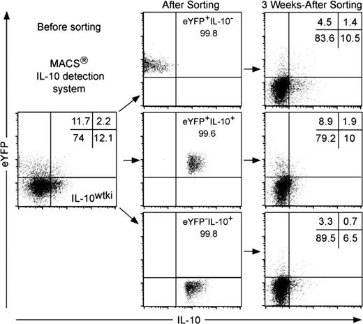 FIGURE 3. Allelic exclusion or fixation is not responsible for IL-10 predominant monoallelic expression. We sort purify eYFP+IL-10−, eYFP−IL-10+, and eYFP+IL-10+ from the 6-day stimulated IL-10wtki CD4+ T cells (five mice pooled). For each population, several groups of 100 cells were sorted directly into 96-well plates and restimulated with anti-CD3, anti-CD28, rmIL-2, with dexamethasone and vitamin D3. Right, Representative FACS plots of the expression pattern from the IL-10 locus in 3 wk restimulated eYFP+IL-10−, eYFP−IL-10+, and eYFP+IL-10+ cell populations cultures, analyzing a total number of 19, 15, and 1 wells, respectively. Numbers represent relative percentages.