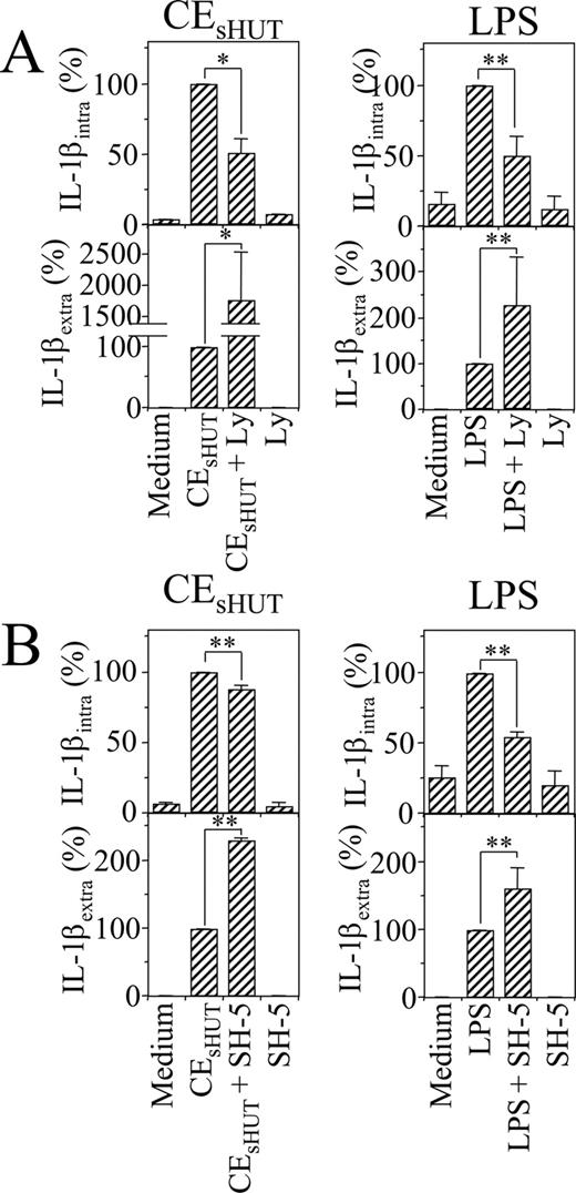 FIGURE 6. The PI3K/Akt pathway regulates IL-1β secretion in human monocytes activated by CEsHUT or LPS. Isolated monocytes (5 × 104 cells/200 μl) were preincubated for 60 min in the presence or absence of (A) 10 μM Ly294002 (Ly) or (B) 10 μM SH-5 and then stimulated or not with either CEsHUT (6 μg/ml proteins) or LPS (100 ng/ml) in 96-well plates. Experiments were performed in the presence of polymyxin B sulfate (5 μg/ml) when monocytes were activated by CEsHUT. After 24 h, the supernatant was harvested and tested for IL-1β production as in Fig. 1. Cells were lysed in PBS containing 1% Nonidet P-40 and tested for the production of intracellular (IL-1βintra) in triplicate cell cultures as described in Materials and Methods. Results obtained with monocytes from three different donors are presented as mean ± SD of percentage of IL-1β production induced by CEsHUT or LPS in the absence of inhibitor; ∗, p < 0.05, and ∗∗, p < 0.01, as determined by Student’s t test.